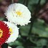 Bellis perennis, flowers