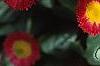 Bellis perennis, flowers