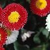 Bellis perennis, flowers