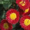 Bellis perennis, flowers