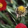 Bellis perennis, flowers