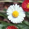 Bellis perennis, flowers