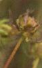 Bidens aristosa, flowers