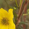 Bidens aristosa, flowers