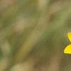 Bidens aristosa, flowers