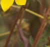 Bidens aristosa, flowers