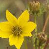 Bidens aristosa, flowers