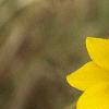 Bidens aristosa, flowers