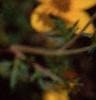 Bidens ferulifolia 'Peter's Gold Carpet', flowers