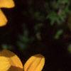 Bidens ferulifolia 'Peter's Gold Carpet', flowers