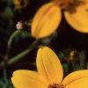Bidens ferulifolia 'Peter's Gold Carpet', flowers