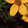Bidens ferulifolia 'Peter's Gold Carpet', flowers