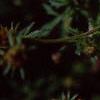 Bidens ferulifolia 'Peter's Gold Carpet', flowers