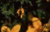 Bidens ferulifolia 'Peter's Gold Carpet', flowers