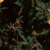 Bidens ferulifolia 'Peter's Gold Carpet', flowers