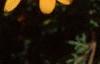 Bidens ferulifolia 'Peter's Gold Carpet', flowers