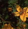 Bidens ferulifolia 'Peter's Gold Carpet', flowers