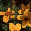 Bidens ferulifolia 'Peter's Gold Carpet', flowers