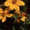 Bidens ferulifolia 'Peter's Gold Carpet', flowers