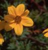 Bidens ferulifolia 'Peter's Gold Carpet', flowers