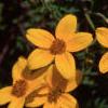 Bidens ferulifolia 'Peter's Gold Carpet', flowers