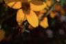 Bidens ferulifolia 'Peter's Gold Carpet', flowers