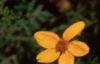 Bidens ferulifolia 'Peter's Gold Carpet', flowers