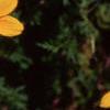Bidens ferulifolia 'Peter's Gold Carpet', flowers