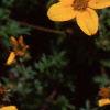 Bidens ferulifolia 'Peter's Gold Carpet', flowers