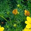 Bidens ferulifolia 'BID 719' PP#22271 (Goldilocks Rocks[R]), flowers