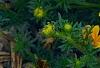 Bidens ferulifolia 'BID 719' PP#22271 (Goldilocks Rocks[R]), flowers