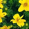 Bidens ferulifolia 'BID 719' PP#22271 (Goldilocks Rocks[R]), flowers