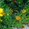 Bidens ferulifolia 'BID 719' PP#22271 (Goldilocks Rocks[R]), flowers