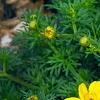 Bidens ferulifolia 'BID 719' PP#22271 (Goldilocks Rocks[R]), flowers