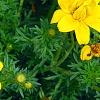Bidens ferulifolia 'BID 719' PP#22271 (Goldilocks Rocks[R]), flowers