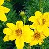 Bidens ferulifolia 'BID 719' PP#22271 (Goldilocks Rocks[R]), flowers
