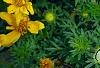 Bidens ferulifolia 'BID 719' PP#22271 (Goldilocks Rocks[R]), flowers