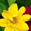 Bidens ferulifolia 'BID 719' PP#22271 (Goldilocks Rocks[R]), flowers