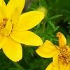 Bidens ferulifolia 'BID 719' PP#22271 (Goldilocks Rocks[R]), flowers