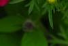 Bidens ferulifolia 'BID 719' PP#22271 (Goldilocks Rocks[R]), flowers