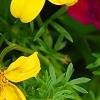 Bidens ferulifolia 'BID 719' PP#22271 (Goldilocks Rocks[R]), flowers