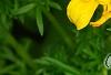 Bidens ferulifolia 'BID 719' PP#22271 (Goldilocks Rocks[R]), flowers