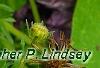 Bidens ferulifolia 'BID 719' PP#22271 (Goldilocks Rocks[R]), flowers