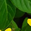 Bidens ferulifolia 'BID 719' PP#22271 (Goldilocks Rocks[R]), flowers