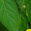 Bidens ferulifolia 'BID 719' PP#22271 (Goldilocks Rocks[R]), flowers