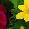 Bidens ferulifolia 'BID 719' PP#22271 (Goldilocks Rocks[R]), flowers