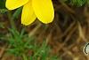 Bidens ferulifolia 'BID 719' PP#22271 (Goldilocks Rocks[R]), flowers