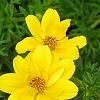 Bidens ferulifolia 'BID 719' PP#22271 (Goldilocks Rocks[R]), flowers