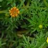 Bidens ferulifolia 'BID 719' PP#22271 (Goldilocks Rocks[R]), flowers
