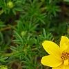 Bidens ferulifolia 'BID 719' PP#22271 (Goldilocks Rocks[R]), flowers